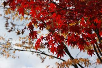 Red maple leaves against the background of mountains