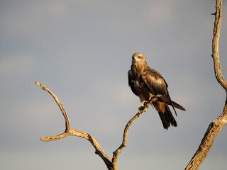 Black kite, Milvus migrans