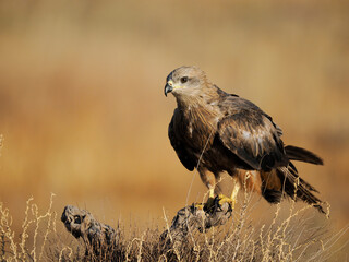 Black kite, Milvus migrans