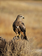 Black kite, Milvus migrans