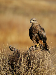 Black kite, Milvus migrans