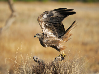 Black kite, Milvus migrans