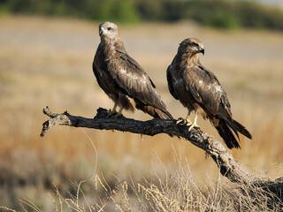 Black kite, Milvus migrans