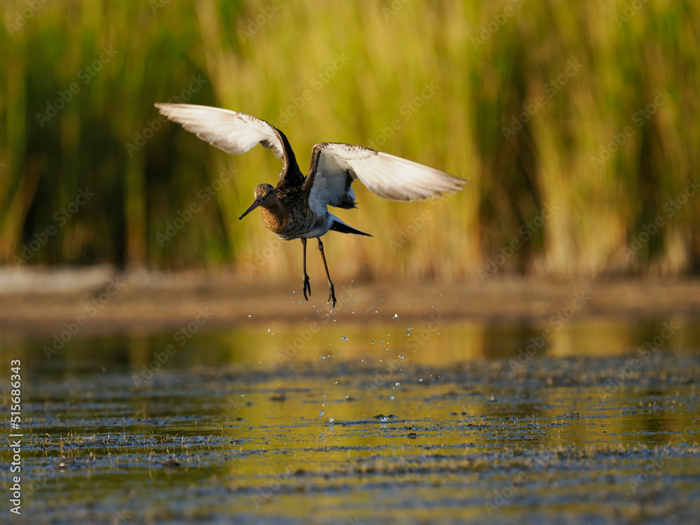 Sticker Black-tailed godwit, Limosa limosa