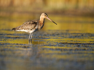 Black-tailed godwit, Limosa limosa