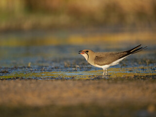 Collared pratincole, Glareola pratincola