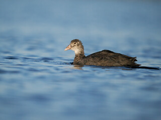 Coot, Fulica atra,