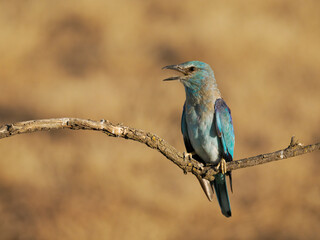 European roller, Coracias garrulus