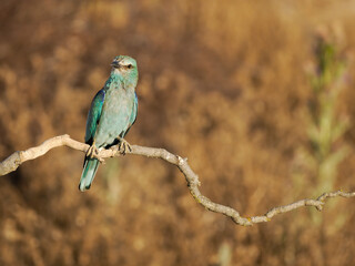 European roller, Coracias garrulus