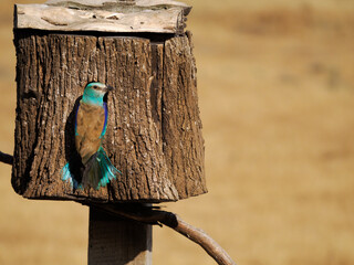 European roller, Coracias garrulus