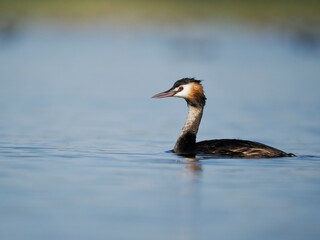 Great-crested grebe, Podiceps cristatus,