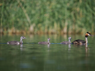 Great-crested grebe, Podiceps cristatus,
