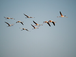 Greater flamingo, Phoenicopterus ruber