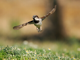 House sparrow, Passer domesticus