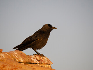 Jackdaw, Corvus monedula