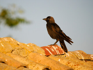 Jackdaw, Corvus monedula