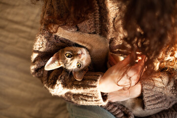Close up of abyssinian kitten enjoying womans warm hugs. Love relationship between human and cat. Pets care, cozy home. World cat day. Selective focus.