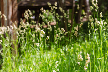 abstract green blurred natural background. Concept nature view of green leaf on blurred background