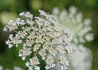 Blühende Wilde Möhre, Daucus carota