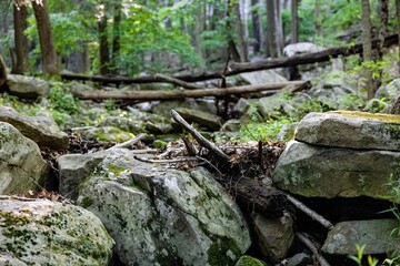 Shallow focus shot of stones with moss and fallen tree twigs in the forest, ecology concept