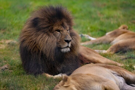 Close-up shot of a lion laying on the grass next to his praid members.