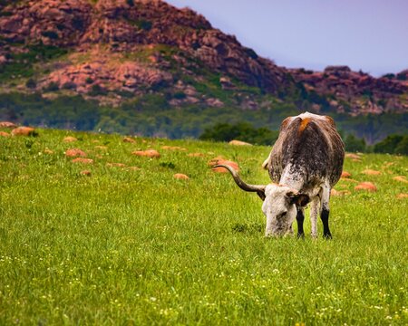 Longhorn Grazing Wildlife Refuge