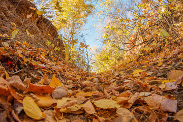 Fallen yellow maple leaves. Autumn background. Forest tree