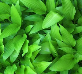 Obraz premium green leaves background