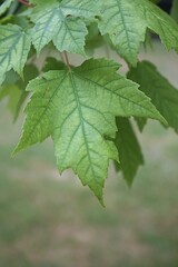 green maple leaf