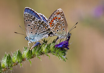 Macrophotographie d'un papillon - Argus bleu - Polyommatus icarus