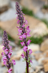 Obraz premium Macrophotographie de fleur sauvage - Pédiculaire incarnat - Pedicularis rostratospicata