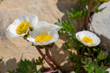 Obraz premium Macrophotographie de fleur sauvage - Renoncule des glaciers - Ranunculus glacialis