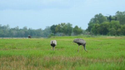 Eastern Sarus Crane, Antigone antigone sharpii, Thailand