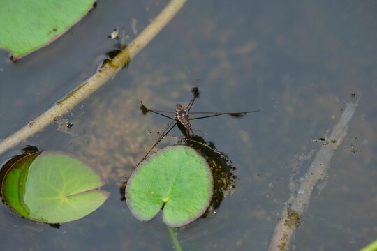 Closeup of the water strider on the water surface.