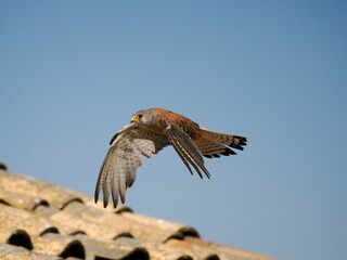 Lesser kestrel, Falco naumanni