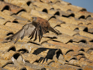 Lesser kestrel, Falco naumanni