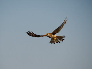 Lesser kestrel, Falco naumanni