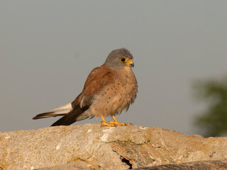 Lesser kestrel, Falco naumanni,
