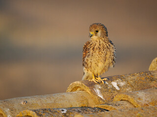 Lesser kestrel, Falco naumanni,