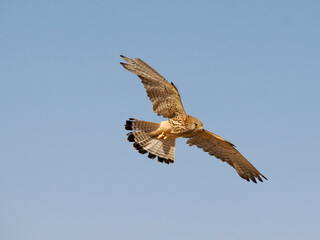 Lesser kestrel, Falco naumanni,