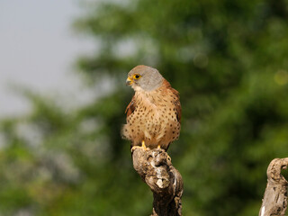 Lesser kestrel, Falco naumanni,