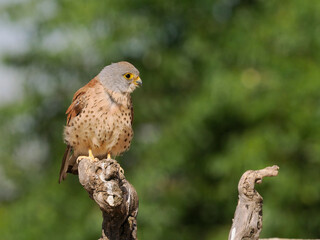 Lesser kestrel, Falco naumanni,