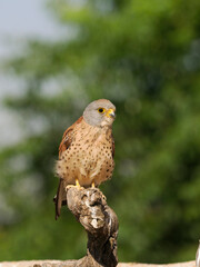 Lesser kestrel, Falco naumanni,