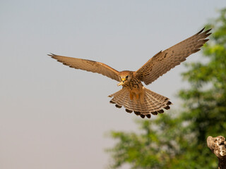 Lesser kestrel, Falco naumanni,