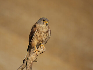 Lesser kestrel, Falco naumanni