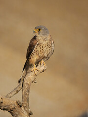 Lesser kestrel, Falco naumanni