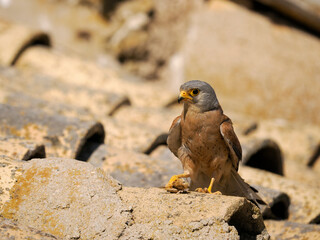 Lesser kestrel, Falco naumanni,