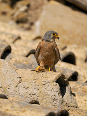 Lesser kestrel, Falco naumanni,