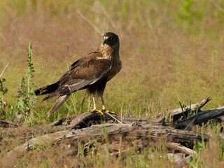 Marsh harrier, Circus aeruginosus