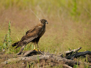 Marsh harrier, Circus aeruginosus